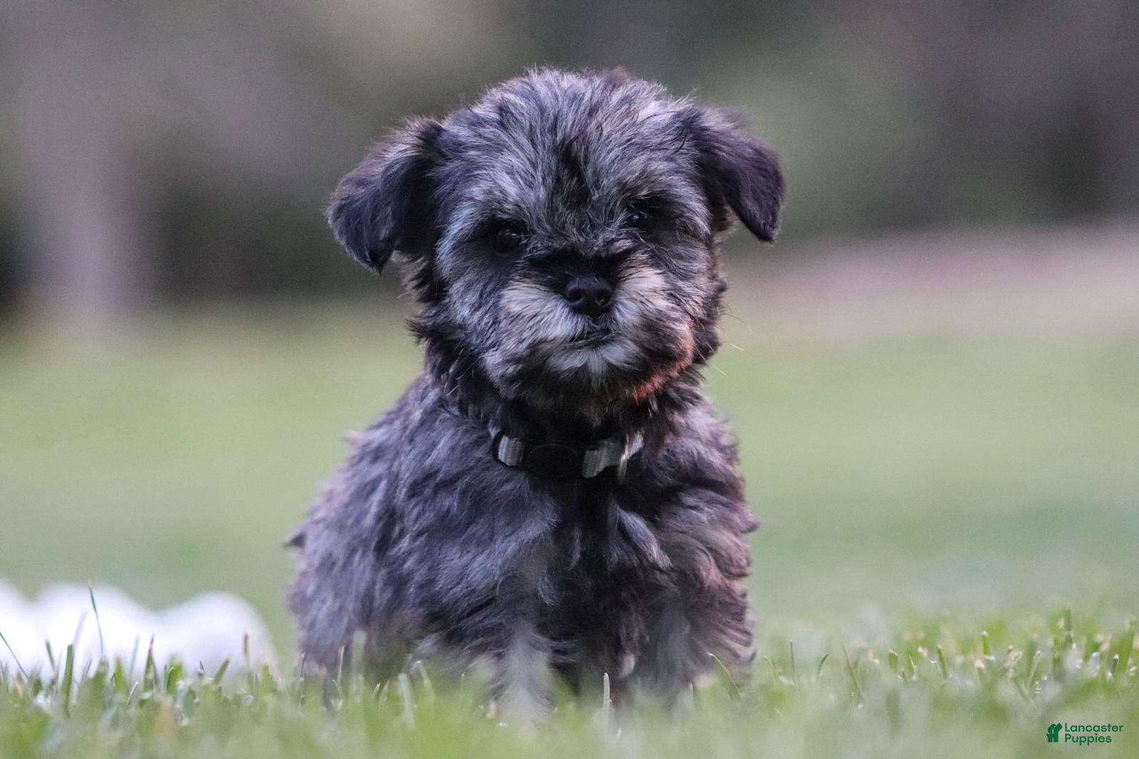 Miniature Schnauzer dogs Pepper - Ad 1