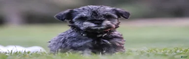 Pepper