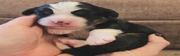 Miniature Bernese Mountain Dog dogs for sale: Sorrento - Ad 1