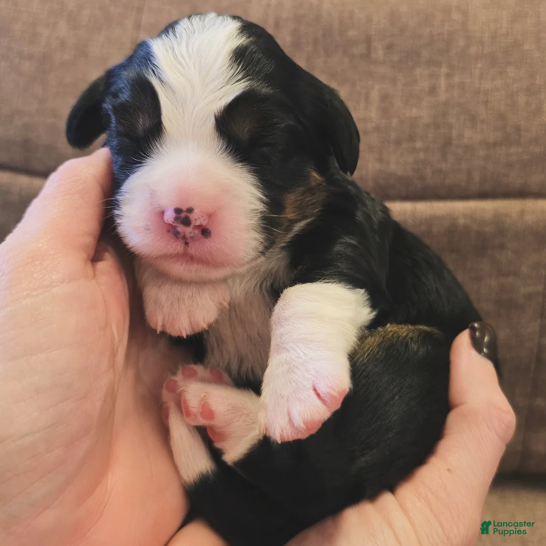 Miniature Bernese Mountain Dog dogs for sale: Sorrento - Ad 1