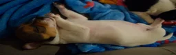 Chihuahua dogs for sale: Chihuahua 1 - Ad 10