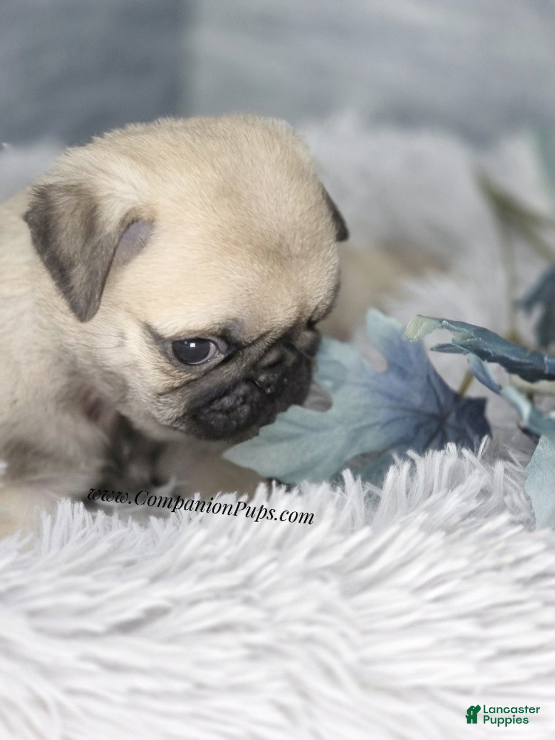Pug dogs for sale: Green Collar - Fawn Male Pug Puppy - Ad 4
