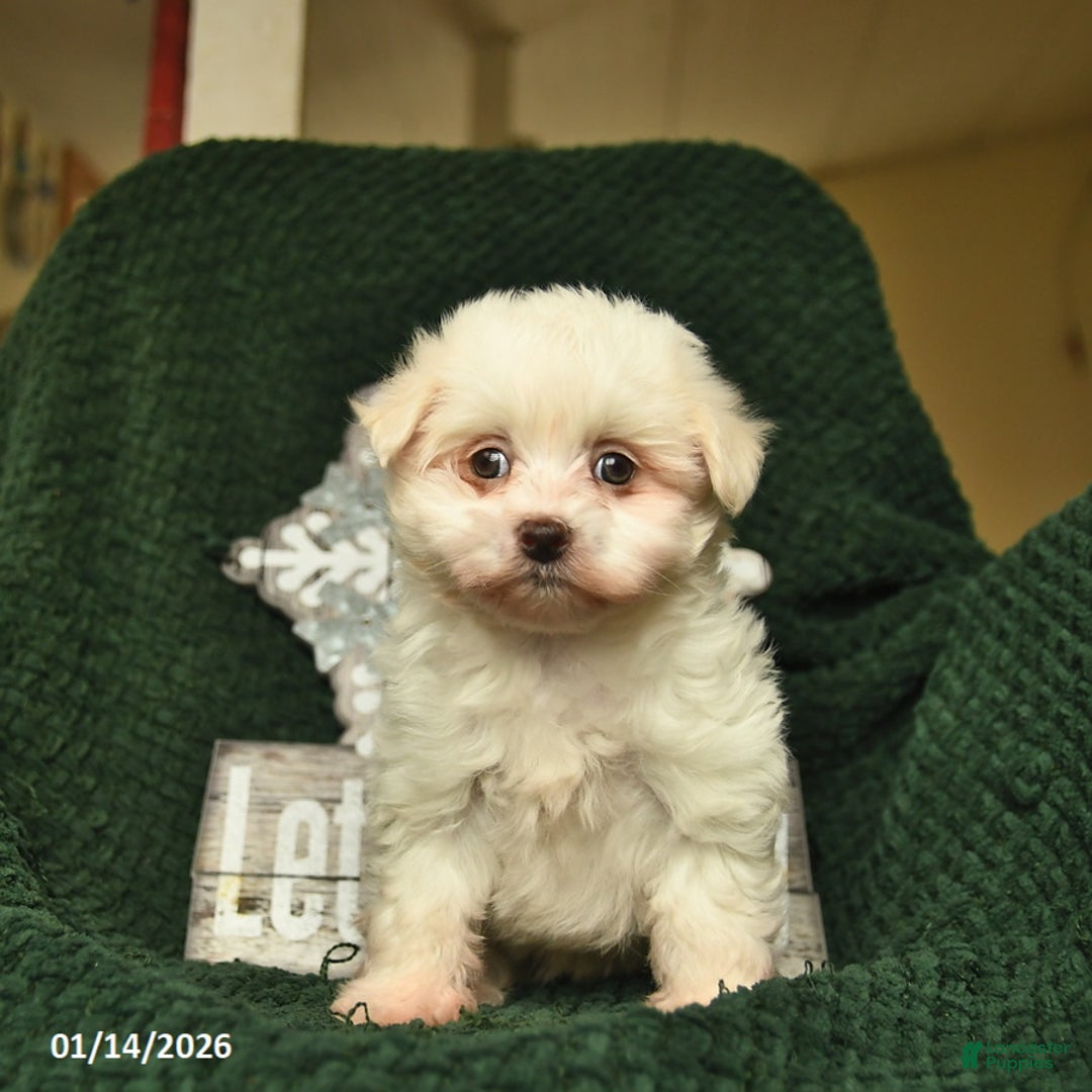 Maltese dogs for sale: Lucy  - Ad 1