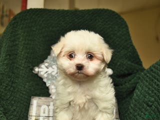 Maltese dogs Lucy - Ad 33