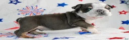 English Bulldog dogs for sale: Spud - Ad 1
