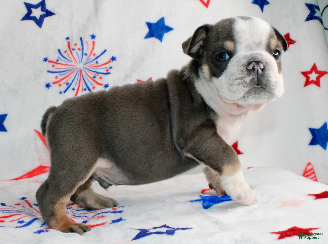 English Bulldog dogs for sale: Spud - Ad 1