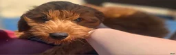 Cockapoo dogs for sale: Milan - Ad 8