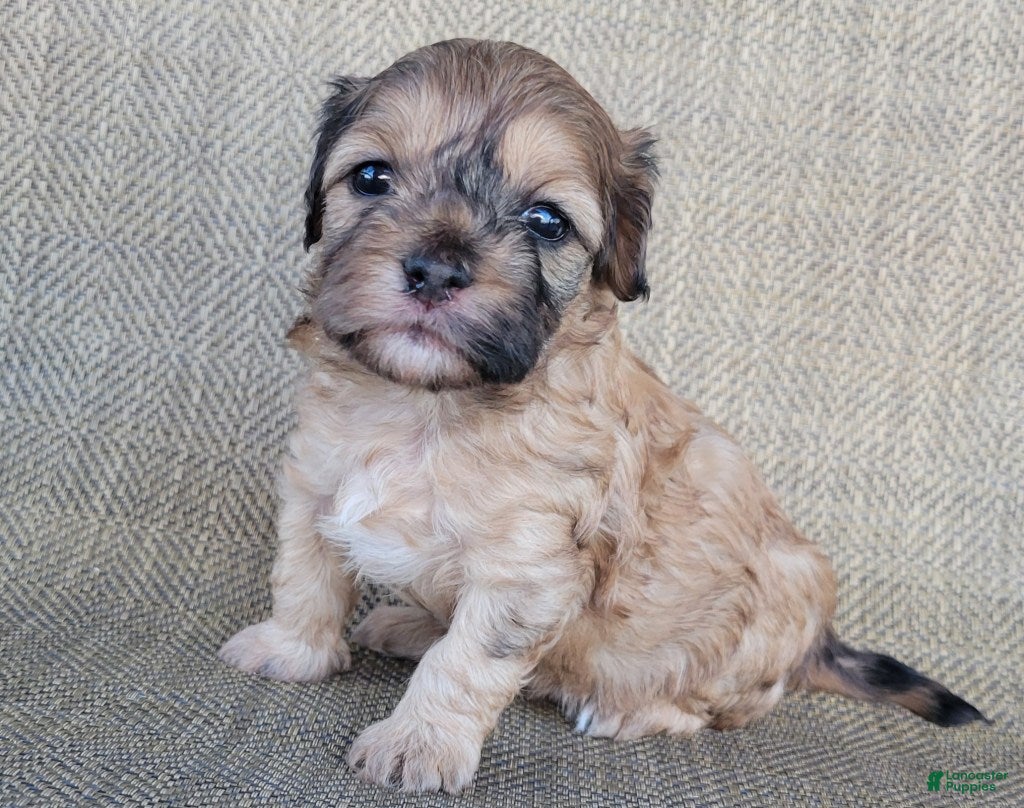 Shihpoo dogs Paris  - Ad 2