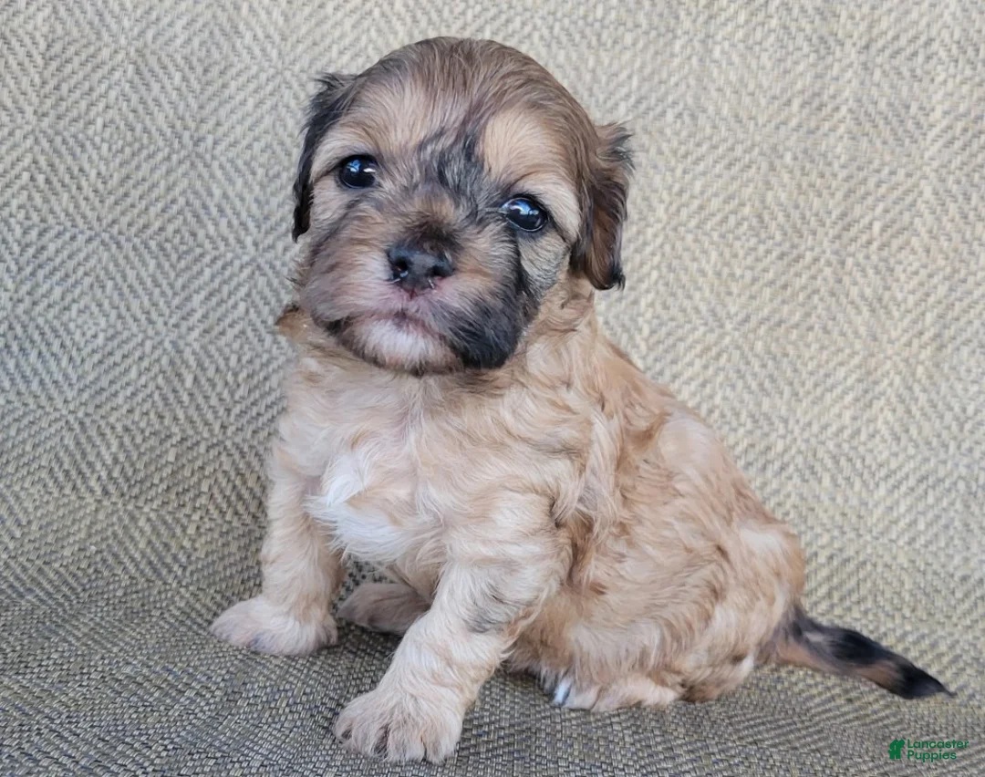 Shihpoo dogs for sale: Paris  - Ad 2