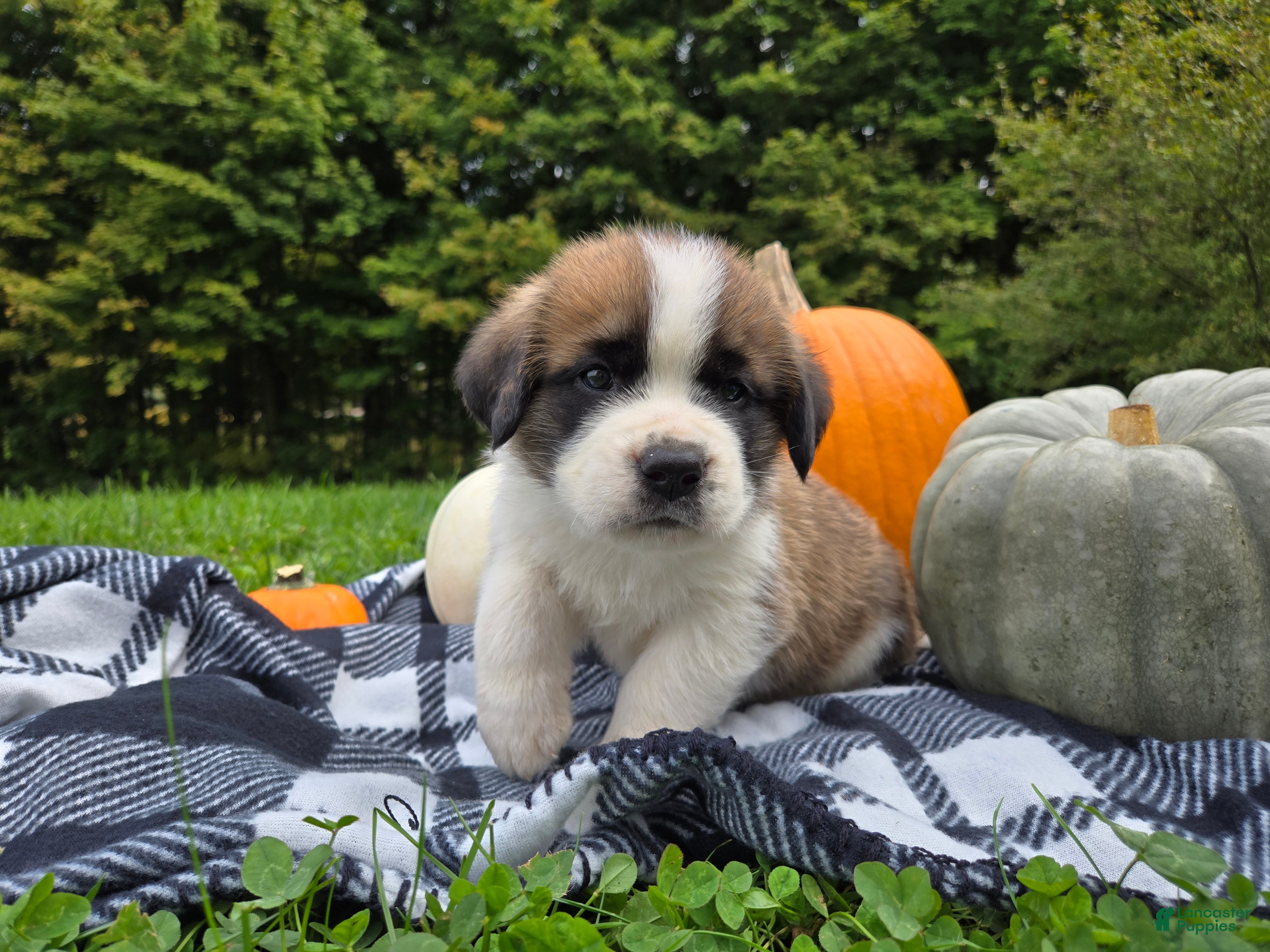 Saint Bernard dogs Buckeye - Ad 2