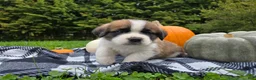 Saint Bernard dogs for sale: Buckeye - Ad 2