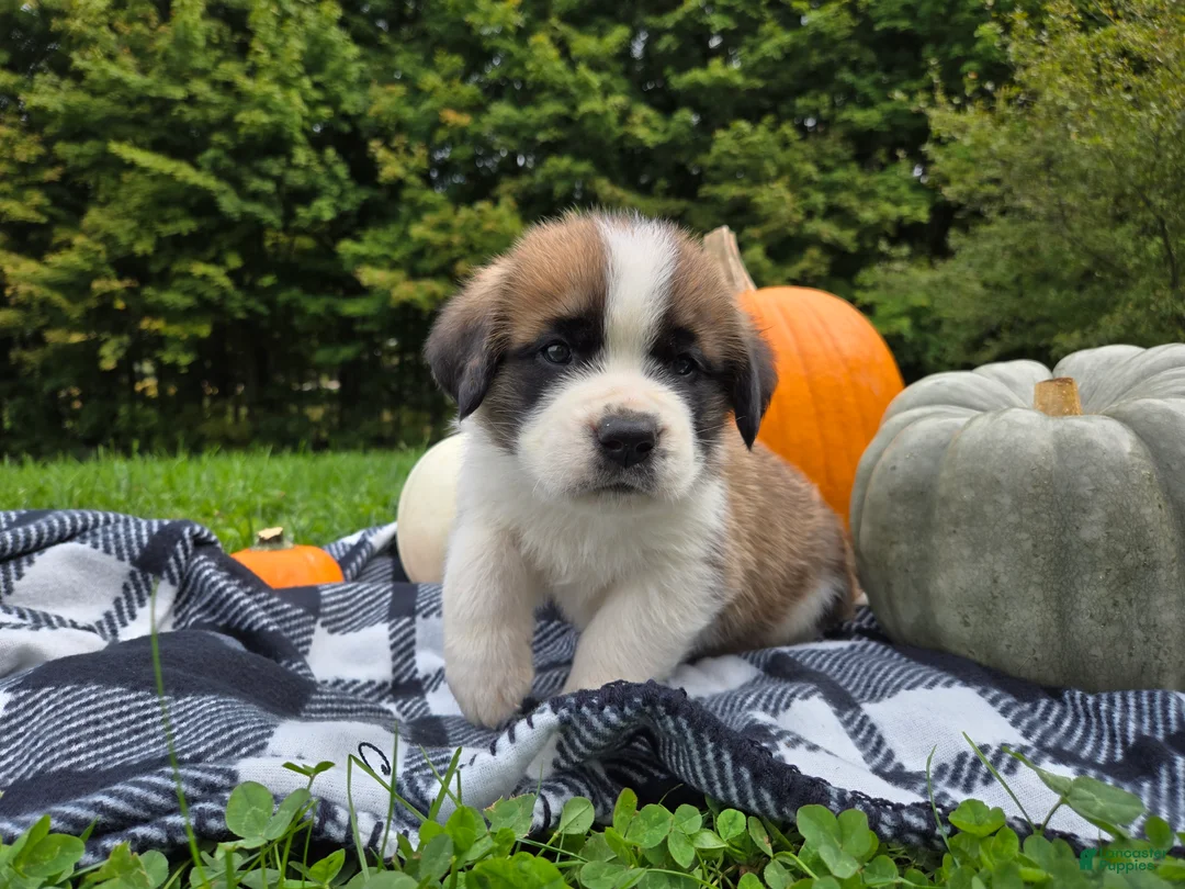 Saint Bernard dogs for sale: Buckeye - Ad 2