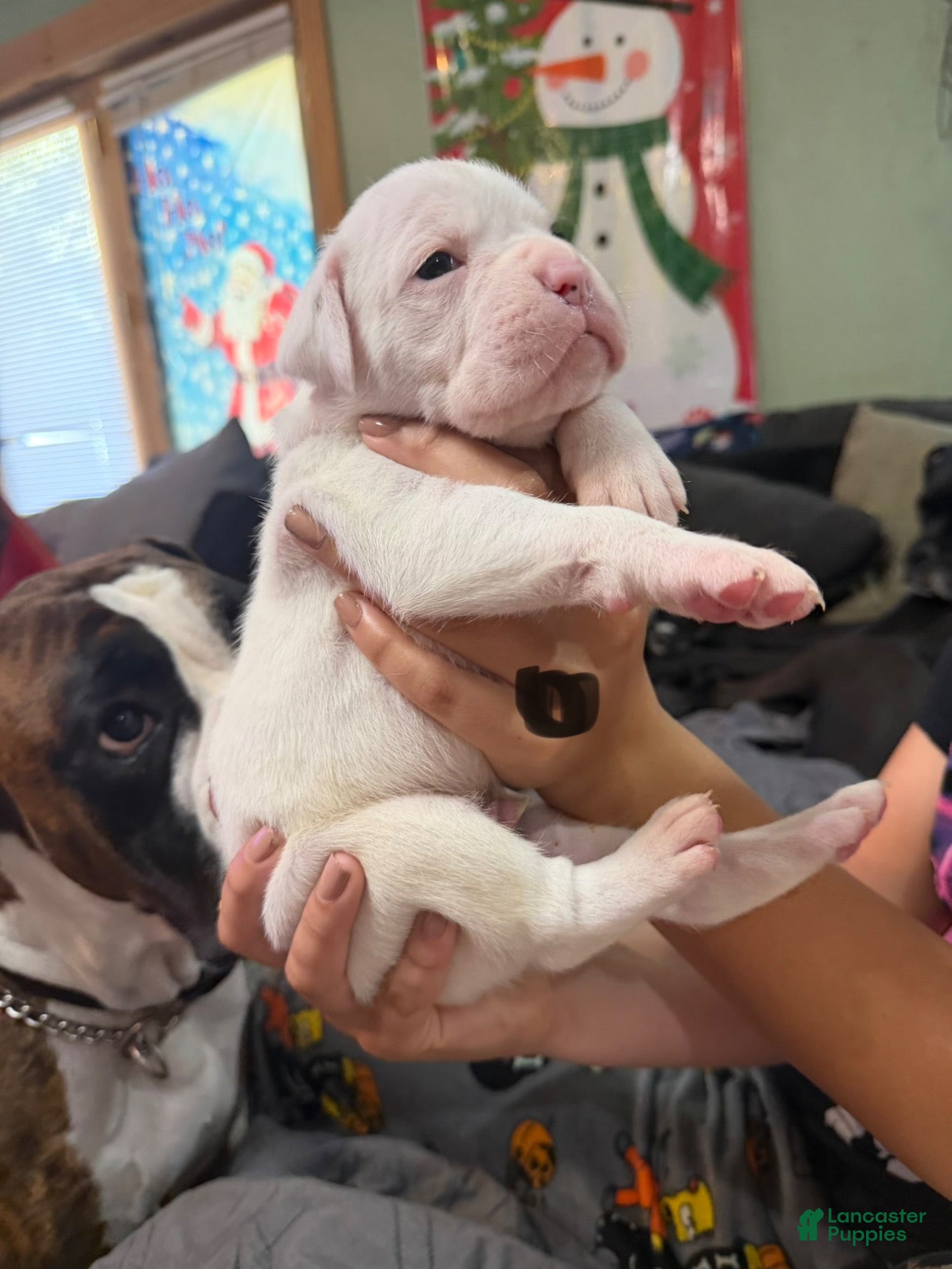 Boxer dogs Boxer 8 - Ad 2