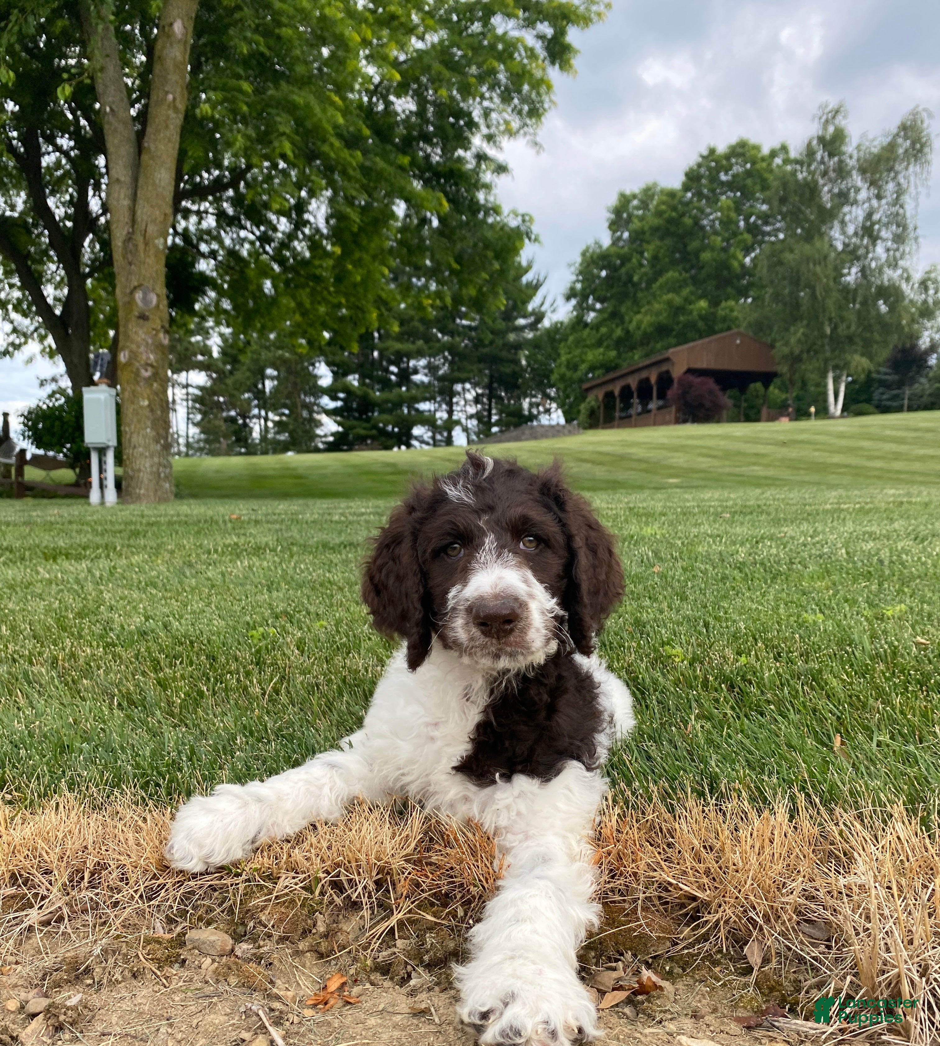 Labradoodle dogs F1bb Leo - Ad 1