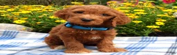 Sheepadoodle dogs for sale: Simba - Ad 7