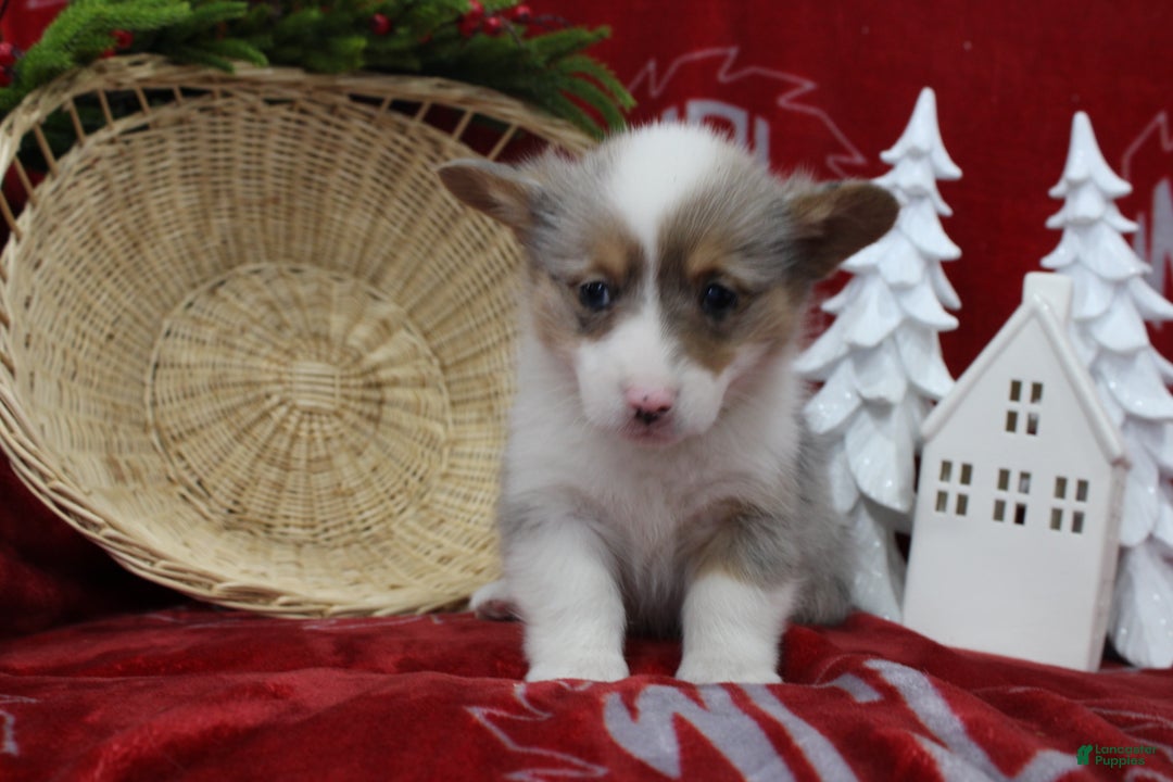Welsh Corgi Pembroke dogs for sale: Beverly - Ad 4