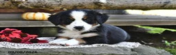 Mixed Breed dogs for sale: Rita - Ad 5