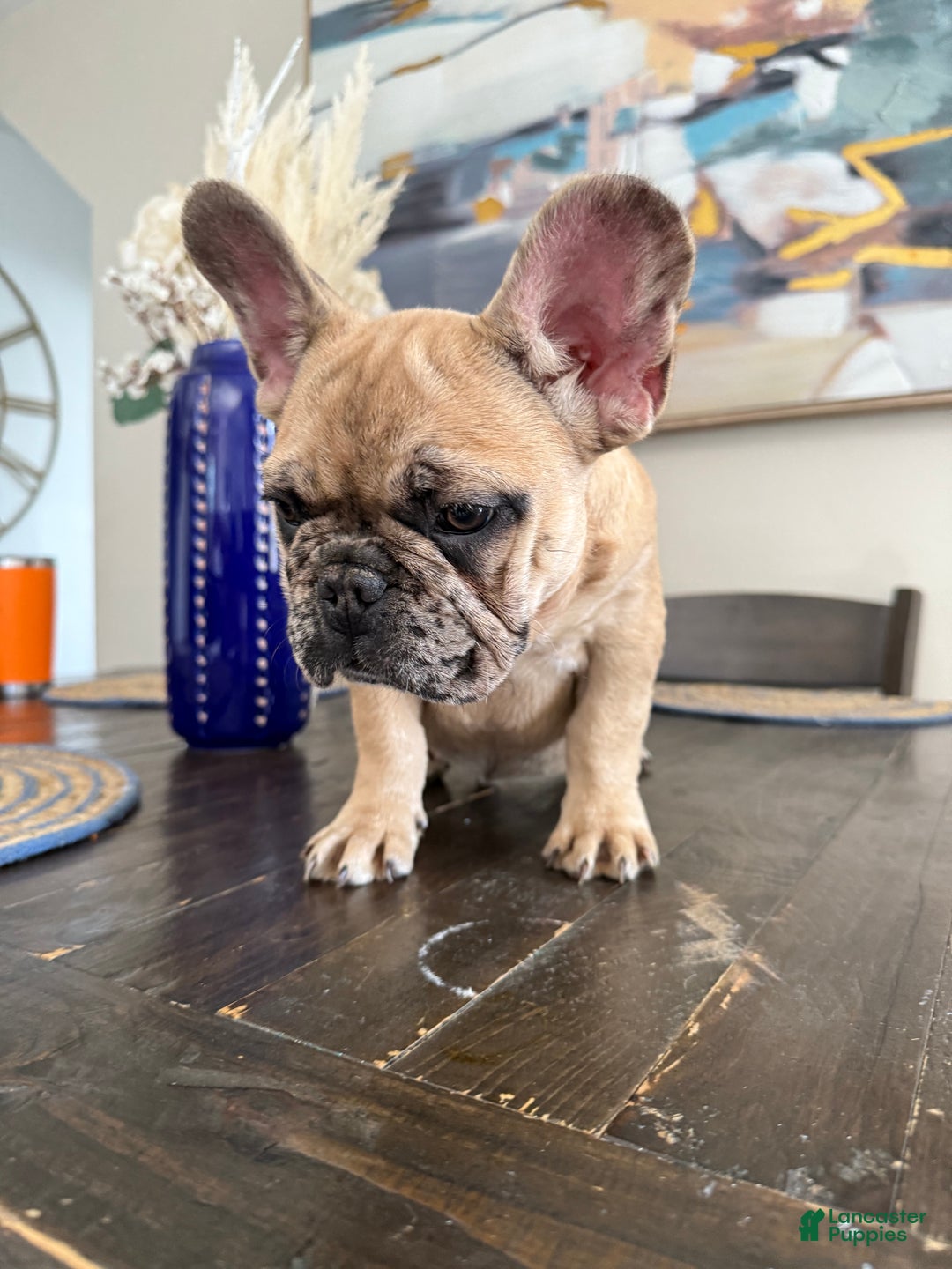 French Bulldog dogs for sale: French Bulldog  - Ad 9
