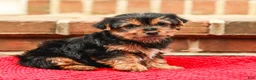 Yorkshire Terrier dogs for sale: Joy (Small) - Ad 1