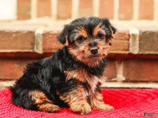 Yorkshire Terrier dogs Joy (Small) - Ad 13