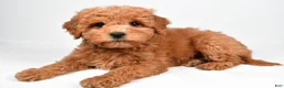 Mini Goldendoodle dogs for sale: Maisie - Ad 3