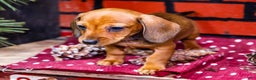Miniature Dachshund dogs for sale: Willow - Ad 7
