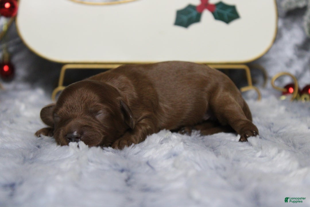 Cavapoo dogs for sale: Cinnamon  - Ad 5