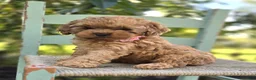 Cocker Spaniel dogs for sale: Kristina - Ad 5