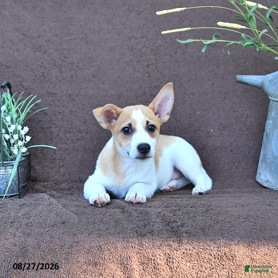 Jack Russell Terrier dogs Buddy - Ad 2