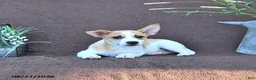 Jack Russell Terrier dogs for sale: Buddy - Ad 2