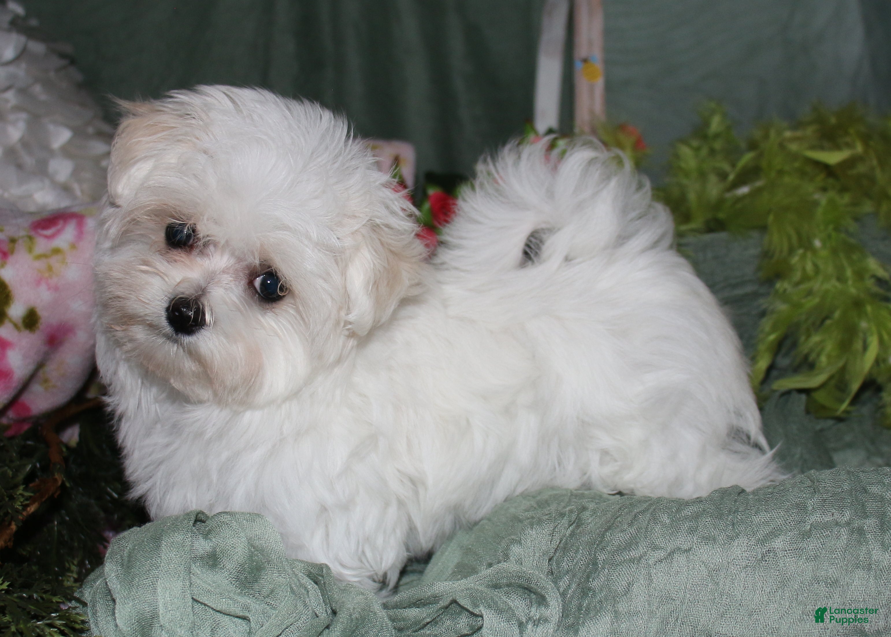 Maltese dogs Fannie - Ad 1