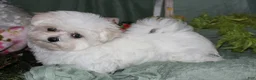 Maltese dogs for sale: Fannie - Ad 1