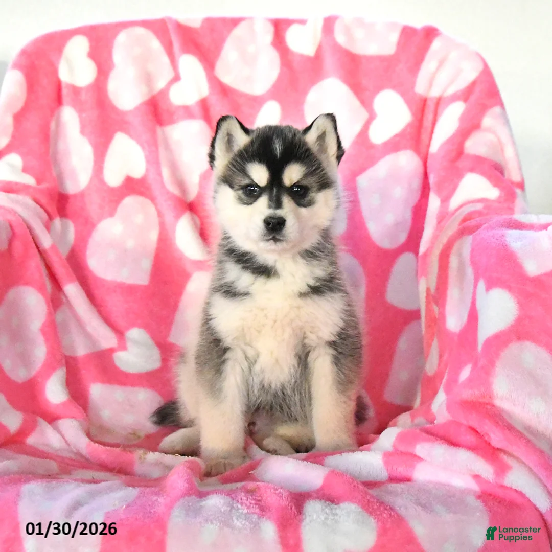 Pomsky dogs for sale: Pepper - Ad 5