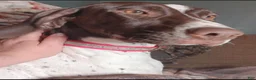 German Shorthaired Pointer dogs for sale: Mac - Ad 4