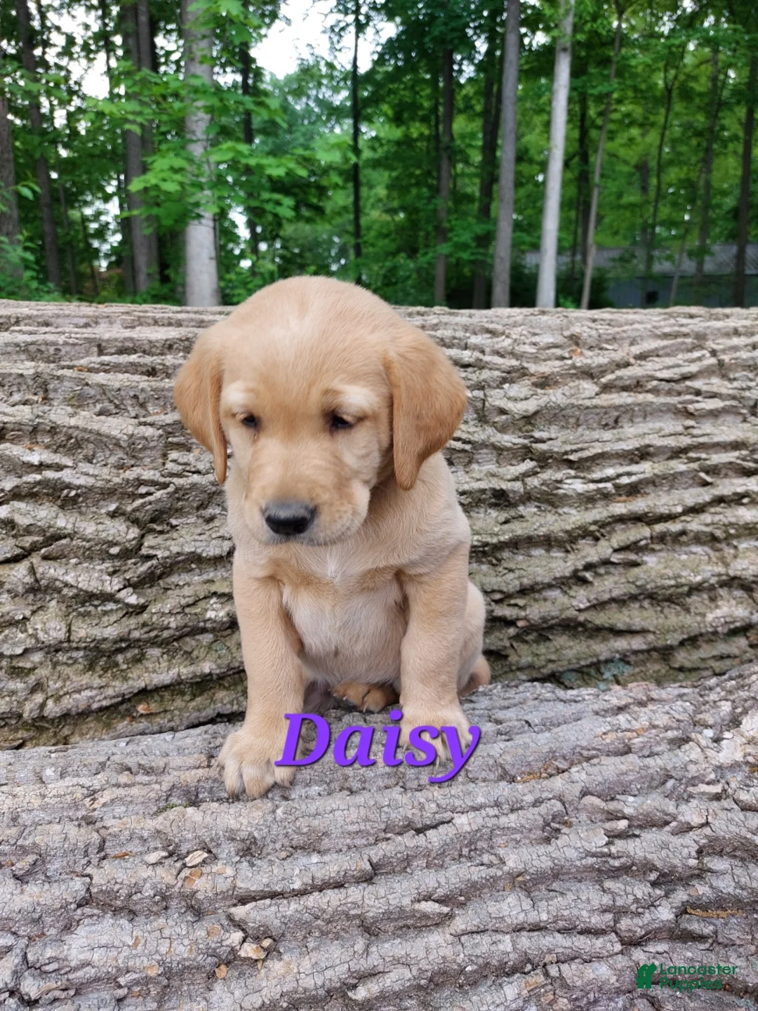 Goldador dogs for sale: Daisy - Ad 1