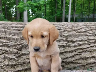 Goldador dogs Daisy - Ad 6