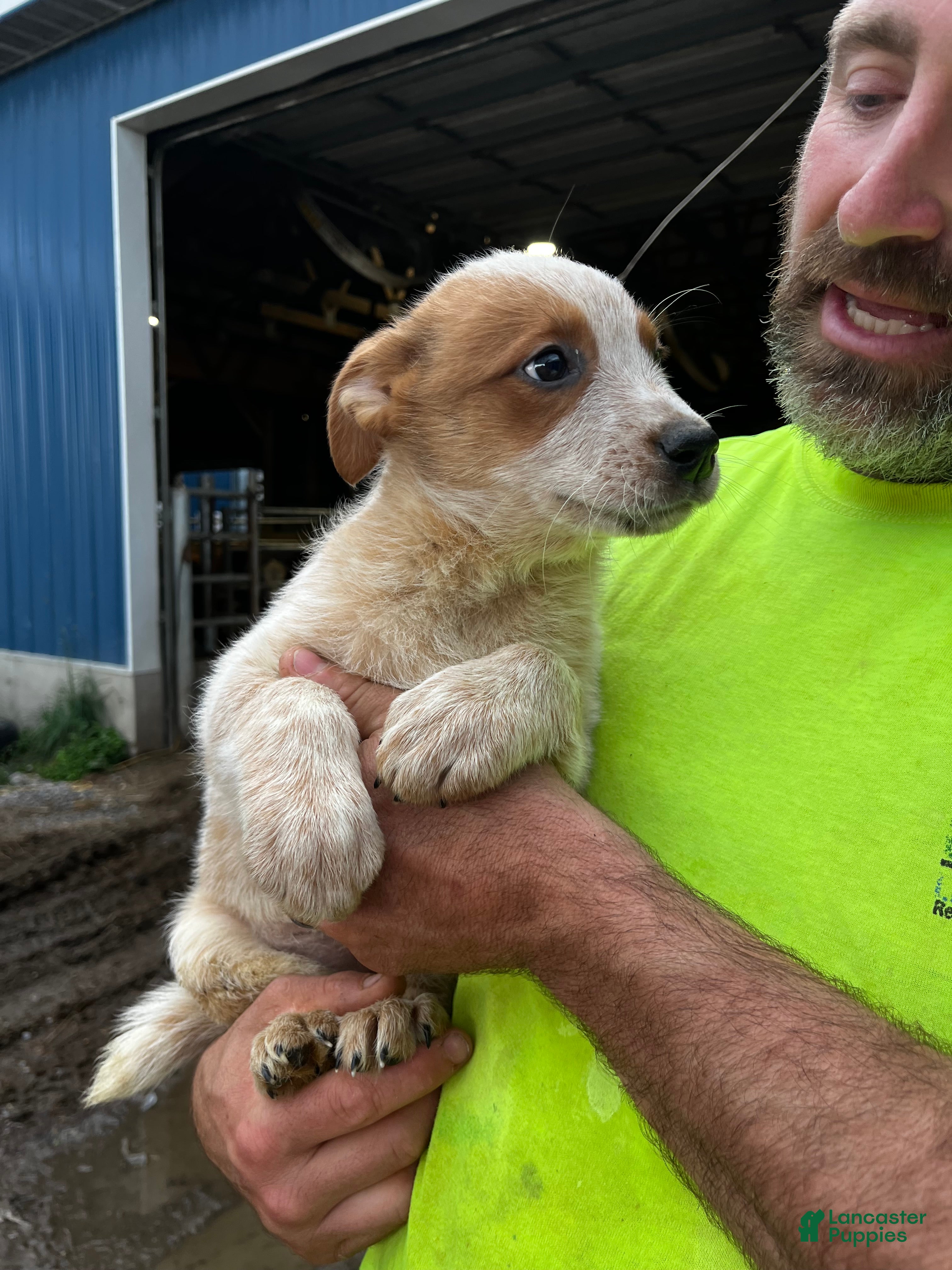 Australian Cattle Dog dogs Dolly - Ad 2