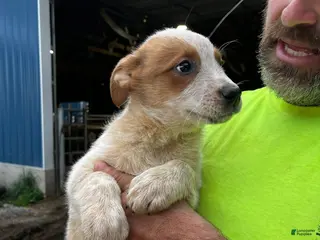 Australian Cattle Dog dogs Dolly - Ad 32