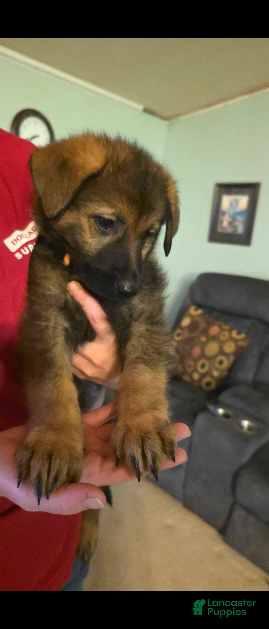 German Shepherd dogs for sale: German Shepherd Puppy 1 - Ad 6