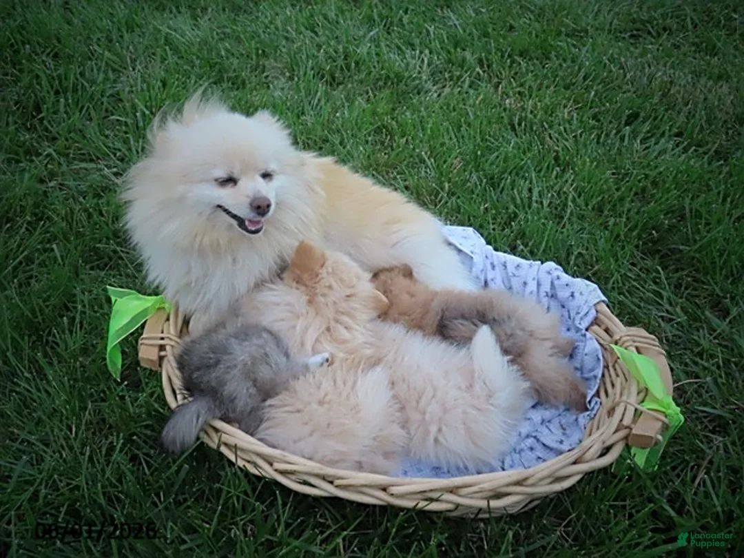 Pomeranian dogs for sale: Rick - Ad 4
