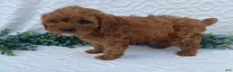 Cavapoo dogs for sale: Norman - Ad 4