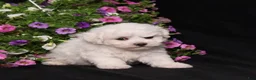 Bichon Frise dogs for sale: Kristy - Ad 4