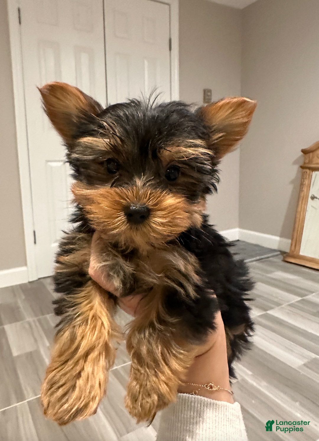 Yorkshire Terrier dogs for sale: Johnny- POTTY And CRATE TRAINED - Ad 4