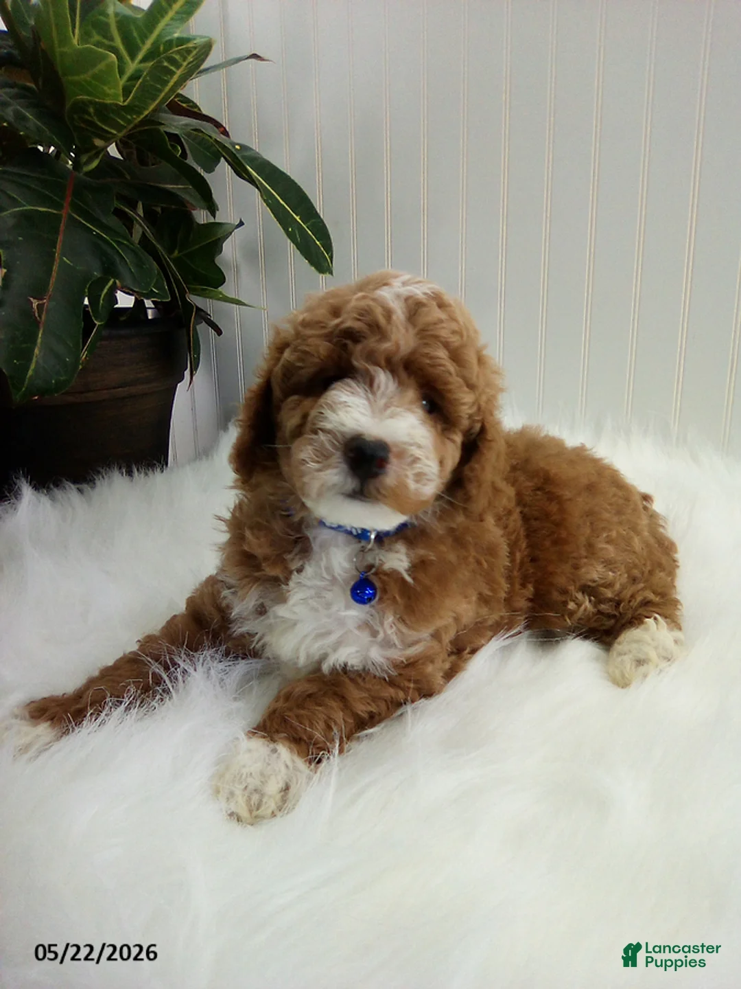 Miniature Poodle dogs for sale: Sheldon - Ad 2
