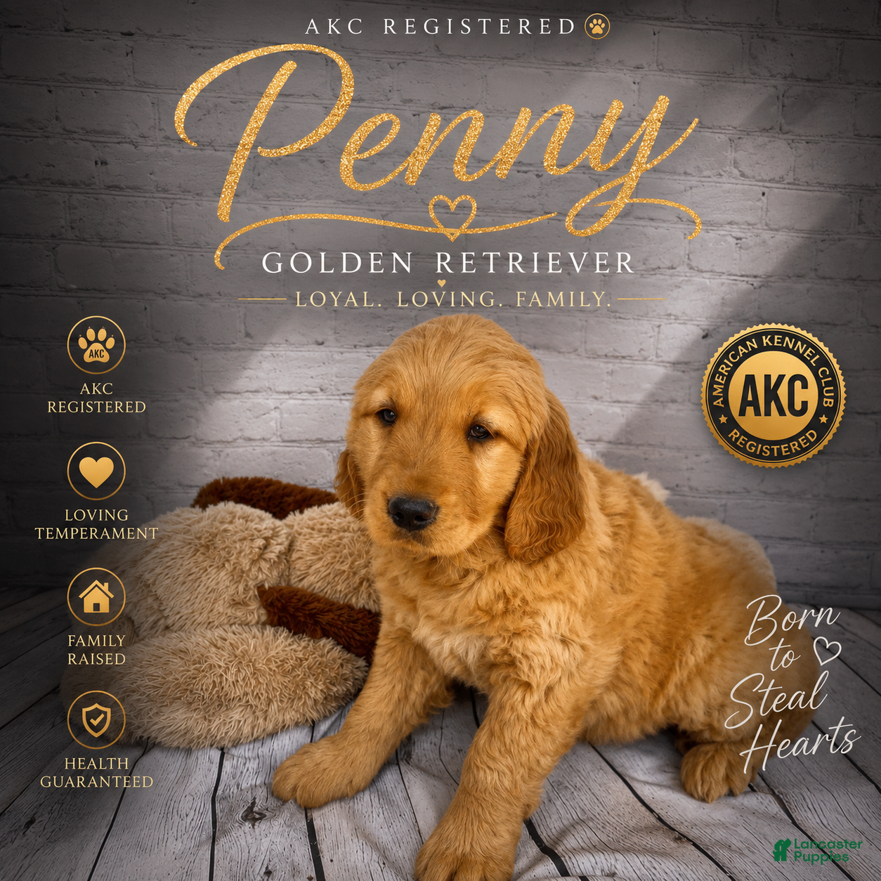 Golden Retriever dogs Penny - Ad 1