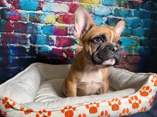 French Bulldog dogs - Ad 38