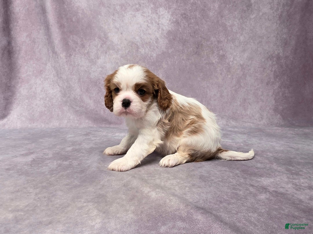 Cavalier King Charles Spaniel dogs for sale: Seth - Ad 4