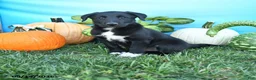 Mixed Breed dogs for sale: Raleigh - Ad 1