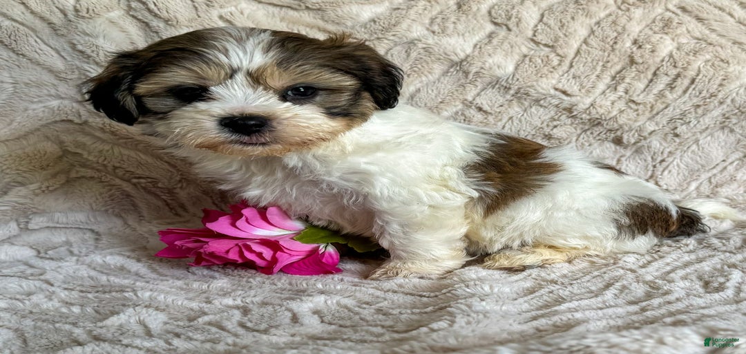 Gallery Image {{count}}