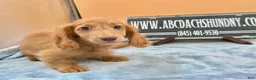 Miniature Dachshund dogs for sale: Ch Bred S.African/russian akc - Ad 7